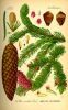 Picea abies